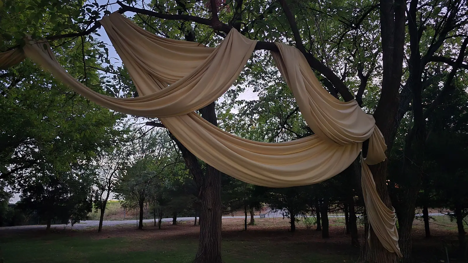 Champagne fabric swags twisted through the trees at dusk